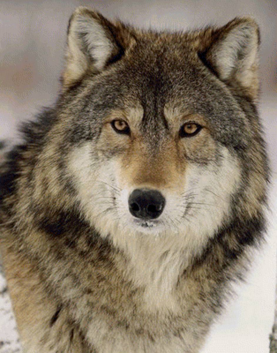 волк - волк - предпросмотр