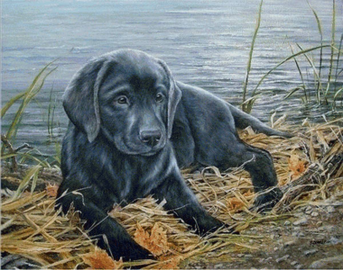 Собака - животные - предпросмотр