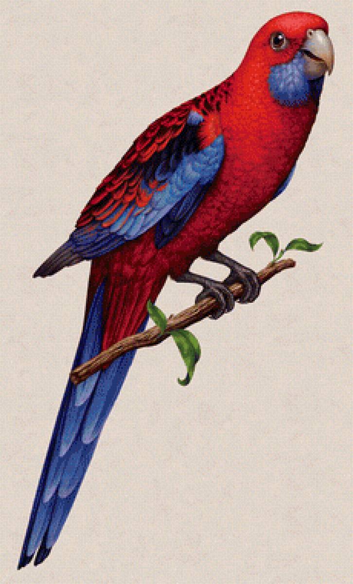 Попугай - предпросмотр