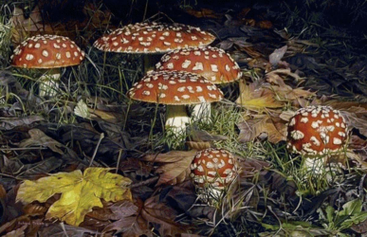 Мухоморы - предпросмотр