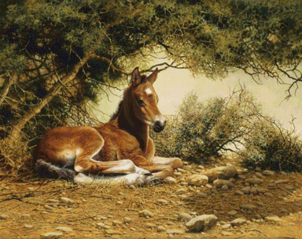 Жеребенок - предпросмотр