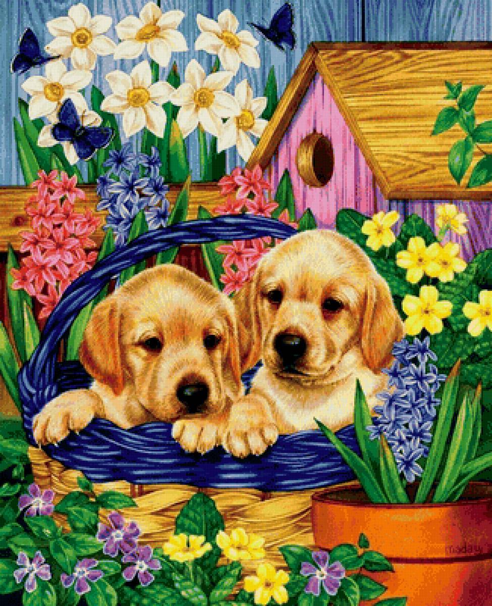 Собаки - животные - предпросмотр