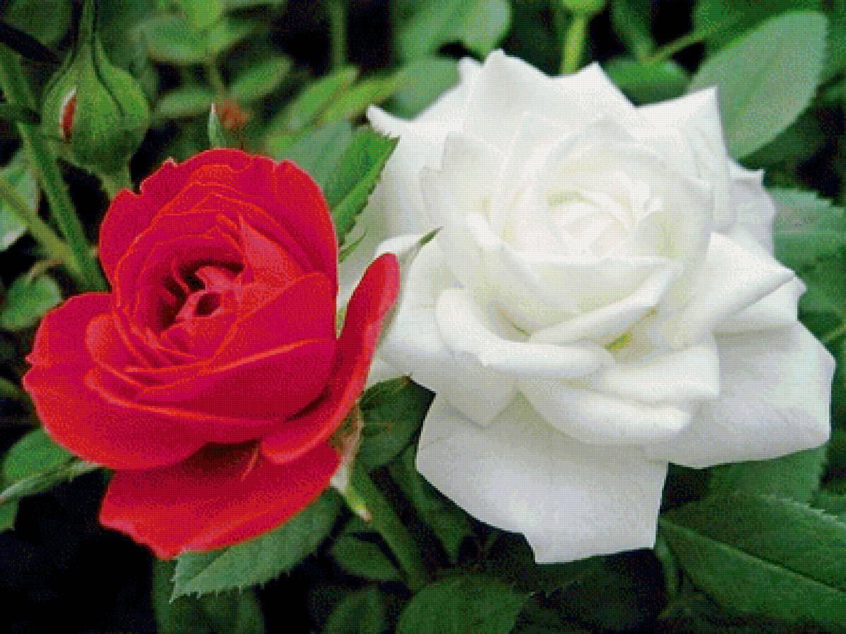 Розы - цветы, розы - предпросмотр