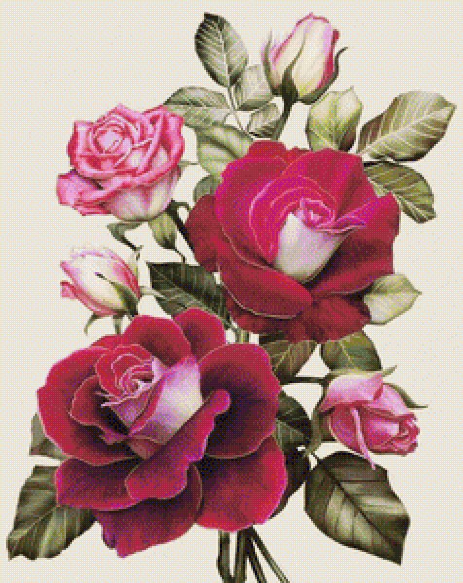 Розы - розы, гербарий, букеты, цветы - предпросмотр