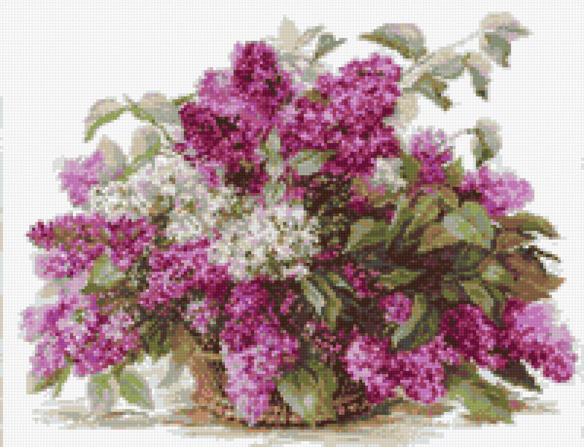 сирень - бузок, букет - предпросмотр