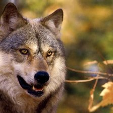 Схема вышивки «Волк»