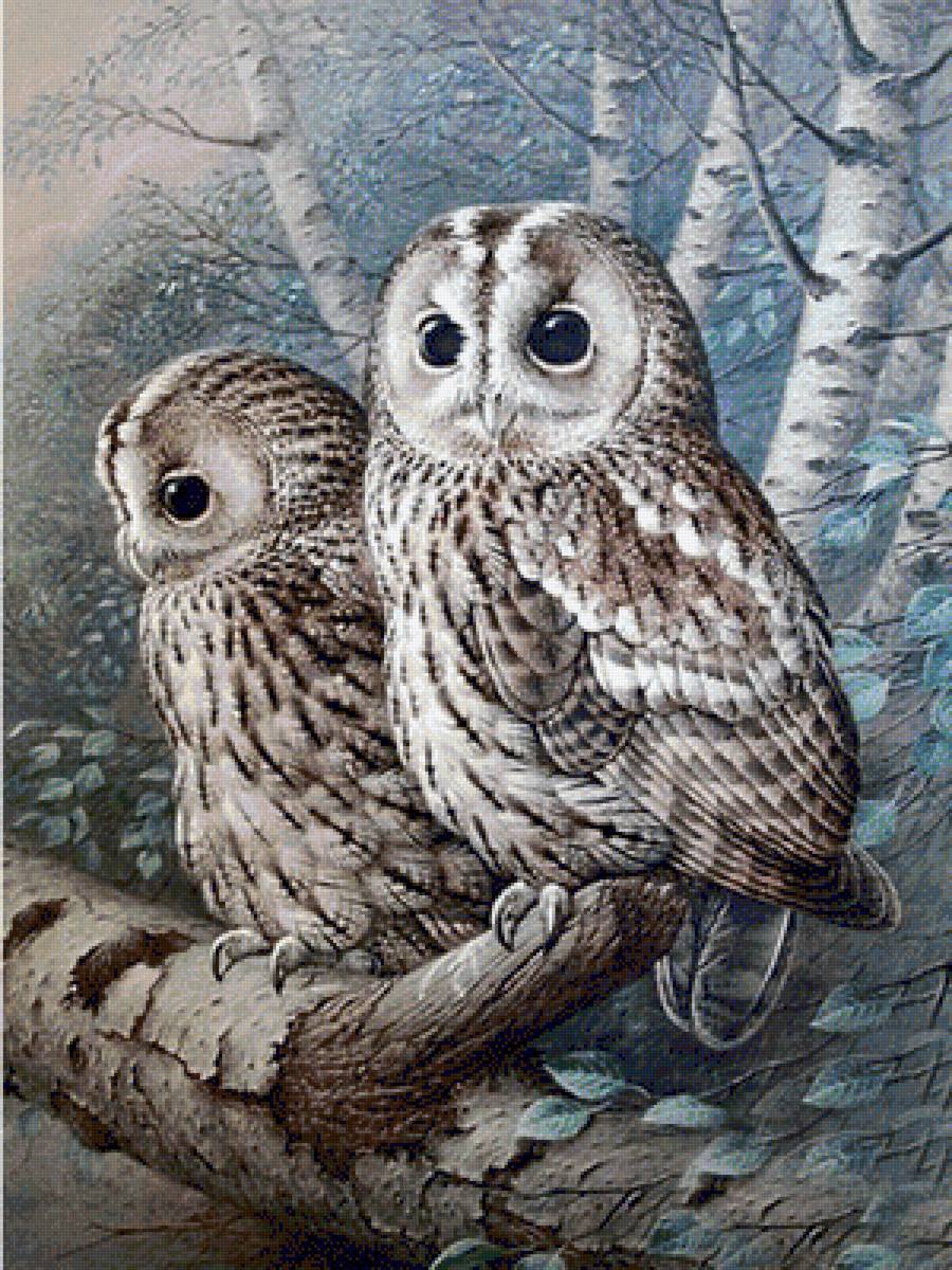 совушки - предпросмотр