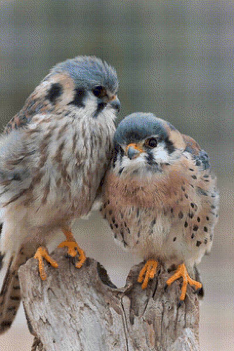 №1623802 - предпросмотр