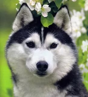 собаки - хаски - оригинал