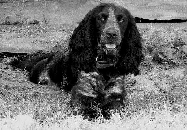 Берта - спаниель, собака - оригинал