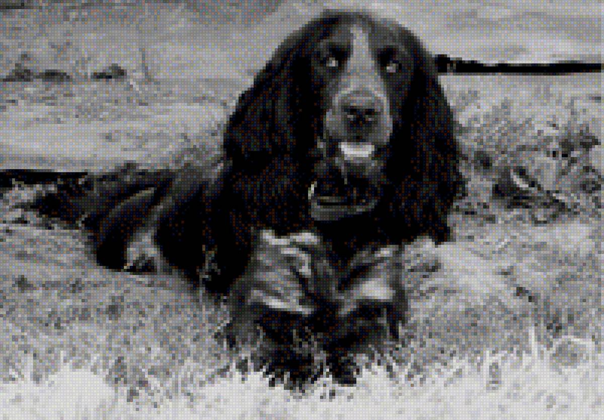 Берта - собака, спаниель - предпросмотр