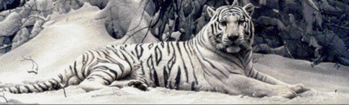 Тигр на снегу - снег, тигр - предпросмотр