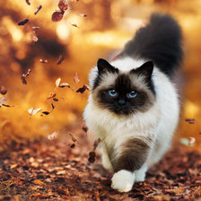 Кошка Осень