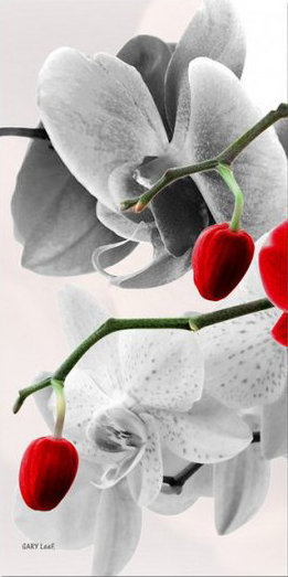 триптих орхидеи 1 - орхидея, триптих - оригинал