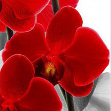 триптих орхидеи 3