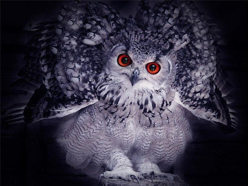 Совушка - птицы - оригинал