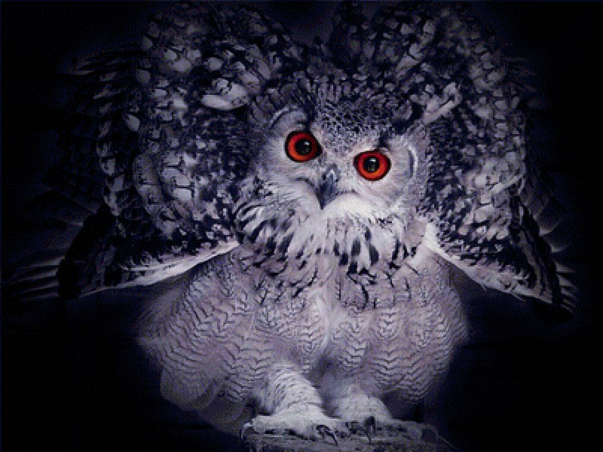 Совушка - птицы - предпросмотр