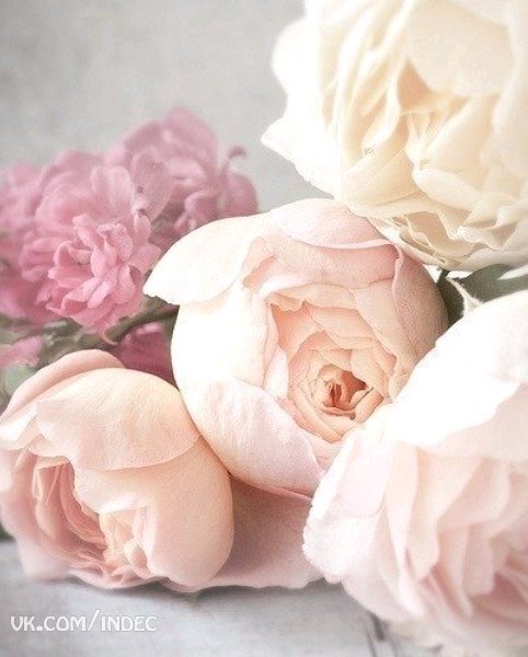 Пионы - пионы, цветы, пион, нежность - оригинал