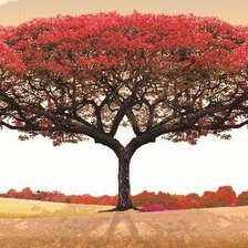 Схема вышивки «Красное дерево любви»