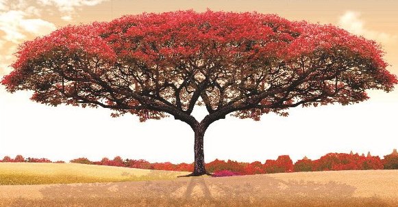 Красное дерево любви - дерево любви, красное дерево, дерево, ветвистое, любовное дерево - оригинал