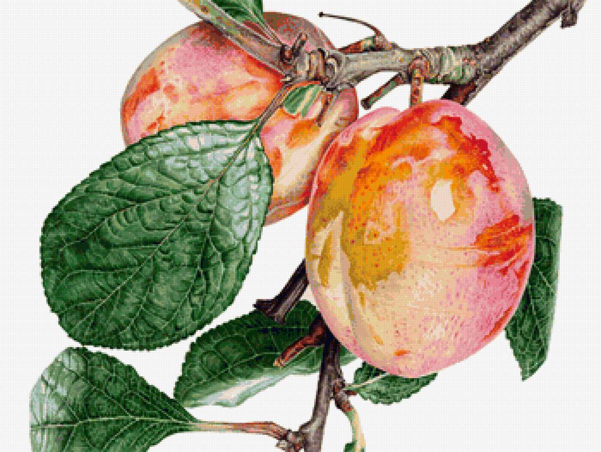 №1625628 - предпросмотр