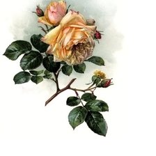 Схема вышивки «№1626012»