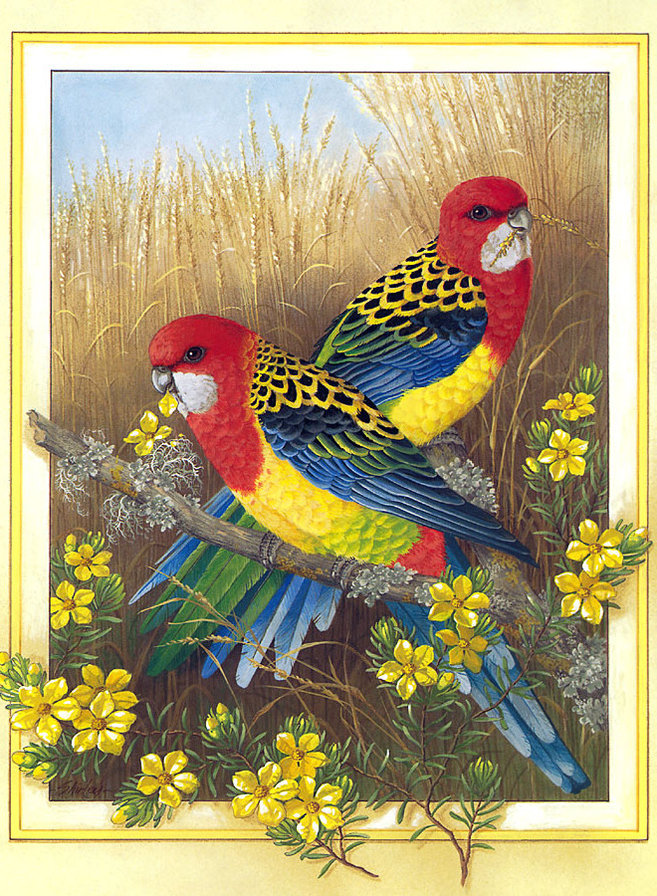 vtáci - оригинал