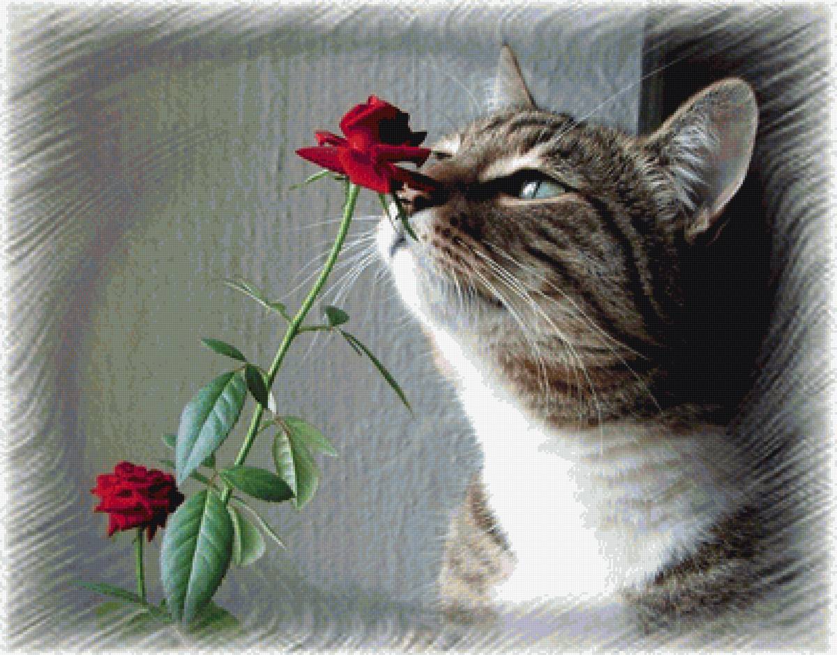 Кот - животные - предпросмотр