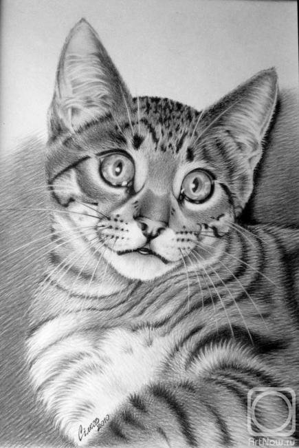 котик - оригинал