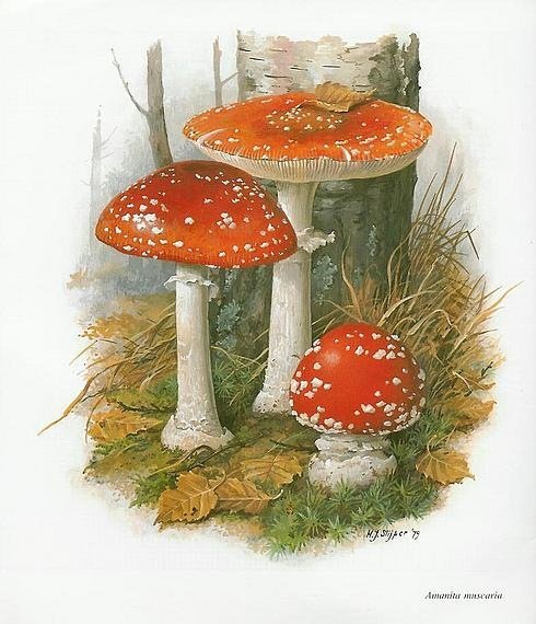 гриб - ліс, поляна - оригинал