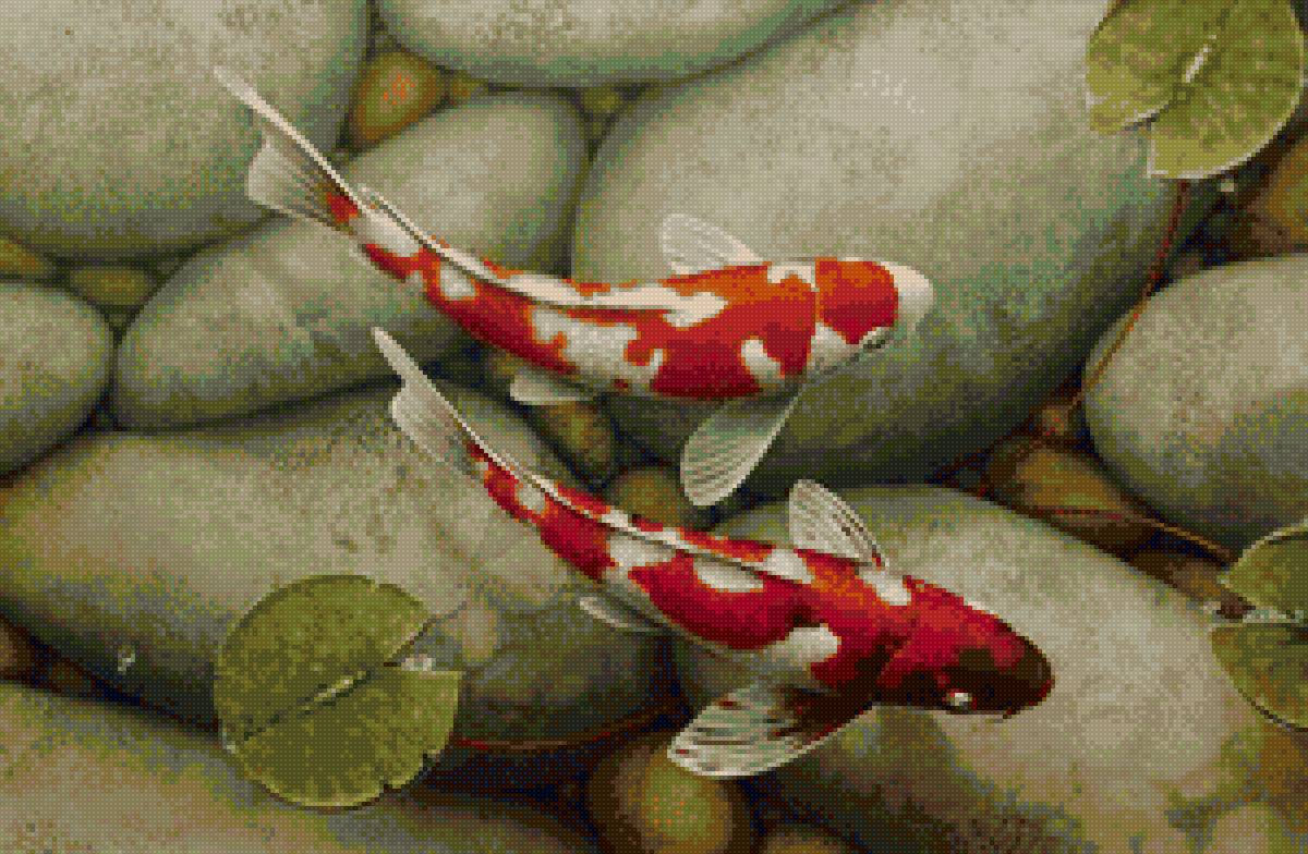 Карпы кои 4 - рыба, рыбы, кои, карпы - предпросмотр