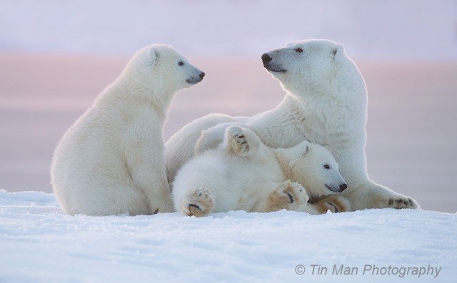 умка - север, мишки - оригинал
