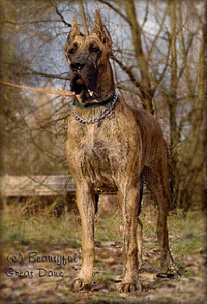 тигровый дог - тигровый, собака, красивый, дог, большой - предпросмотр