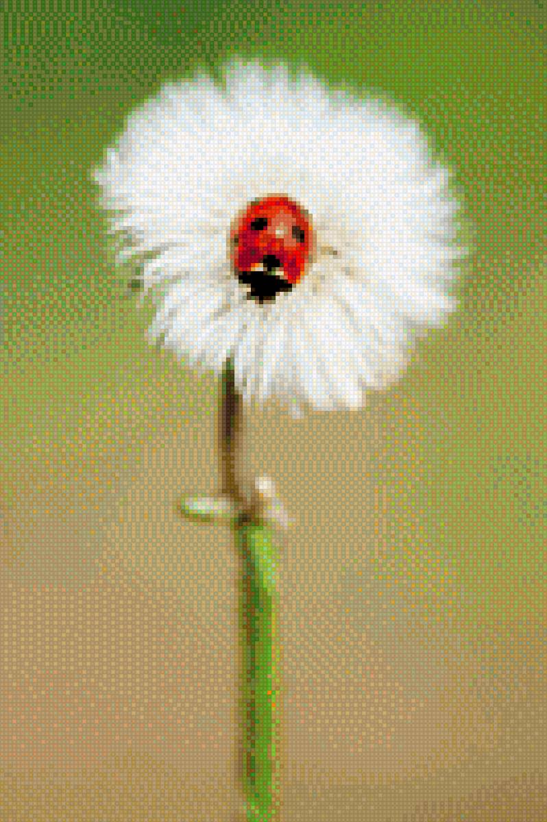 Ladybyg - предпросмотр