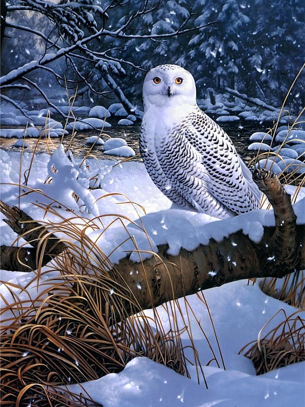 Белая сова - птицы - оригинал