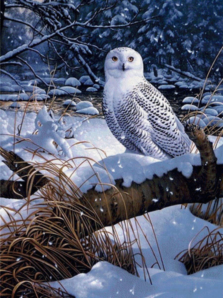 Белая сова - птицы - предпросмотр