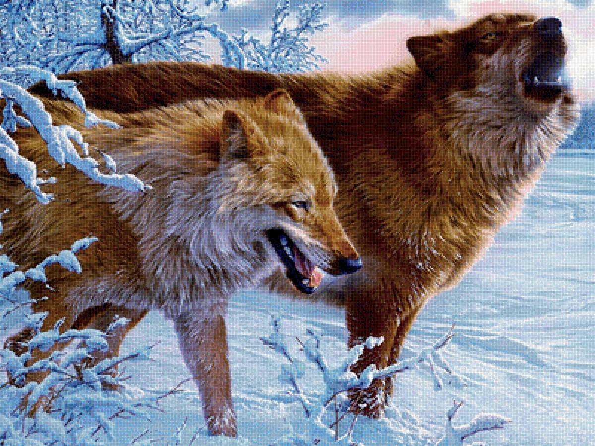 Пара волков - волки - предпросмотр