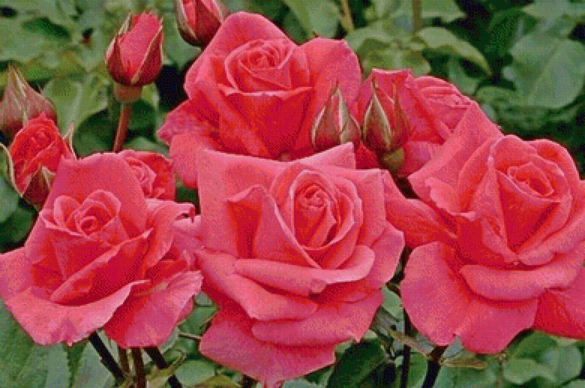 Красные розы - розы, цветы - предпросмотр