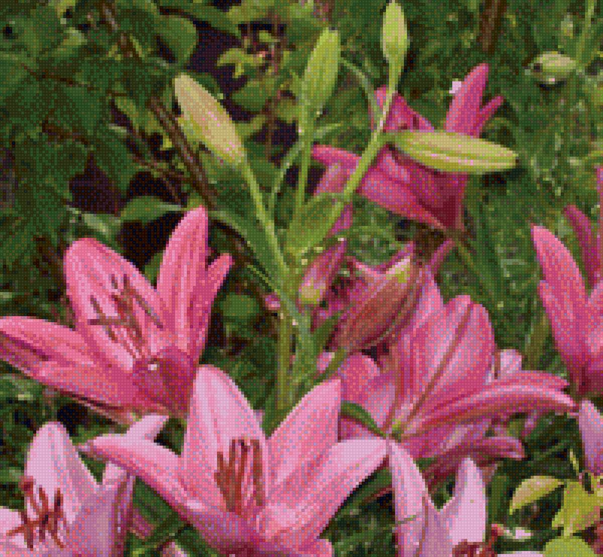 лили - лилия, цветок - предпросмотр