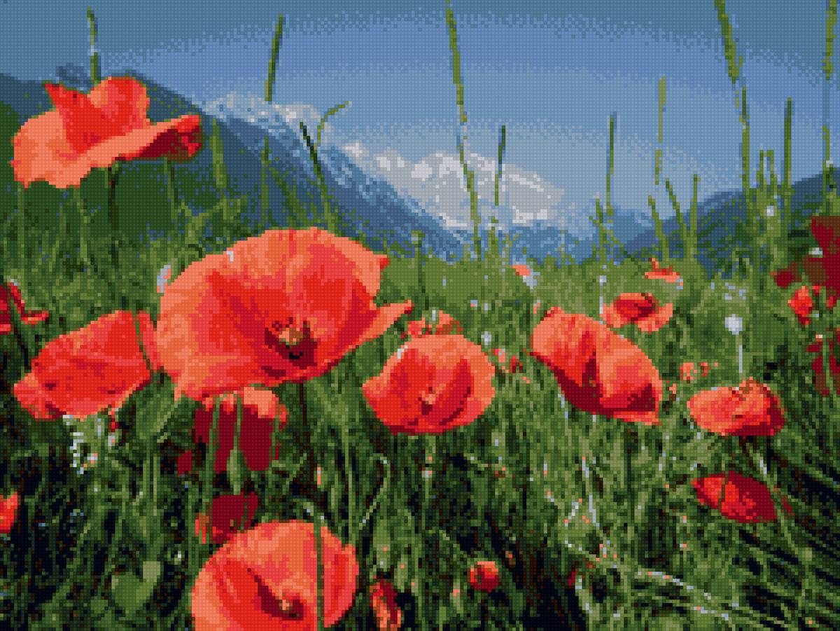 Маки в горах - маки, горы - предпросмотр