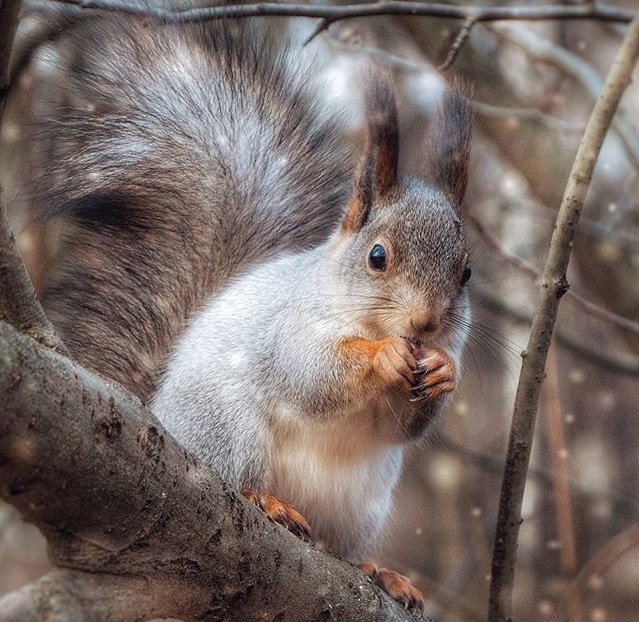Белка - лес, орех, белка - оригинал