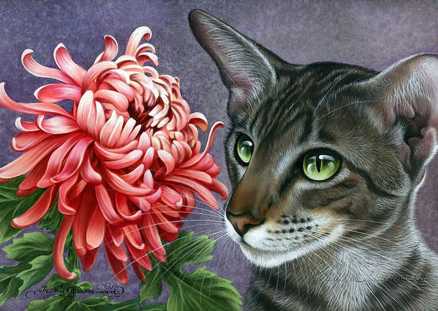 Котик и хризантема - коты - оригинал