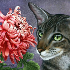 Котик и хризантема