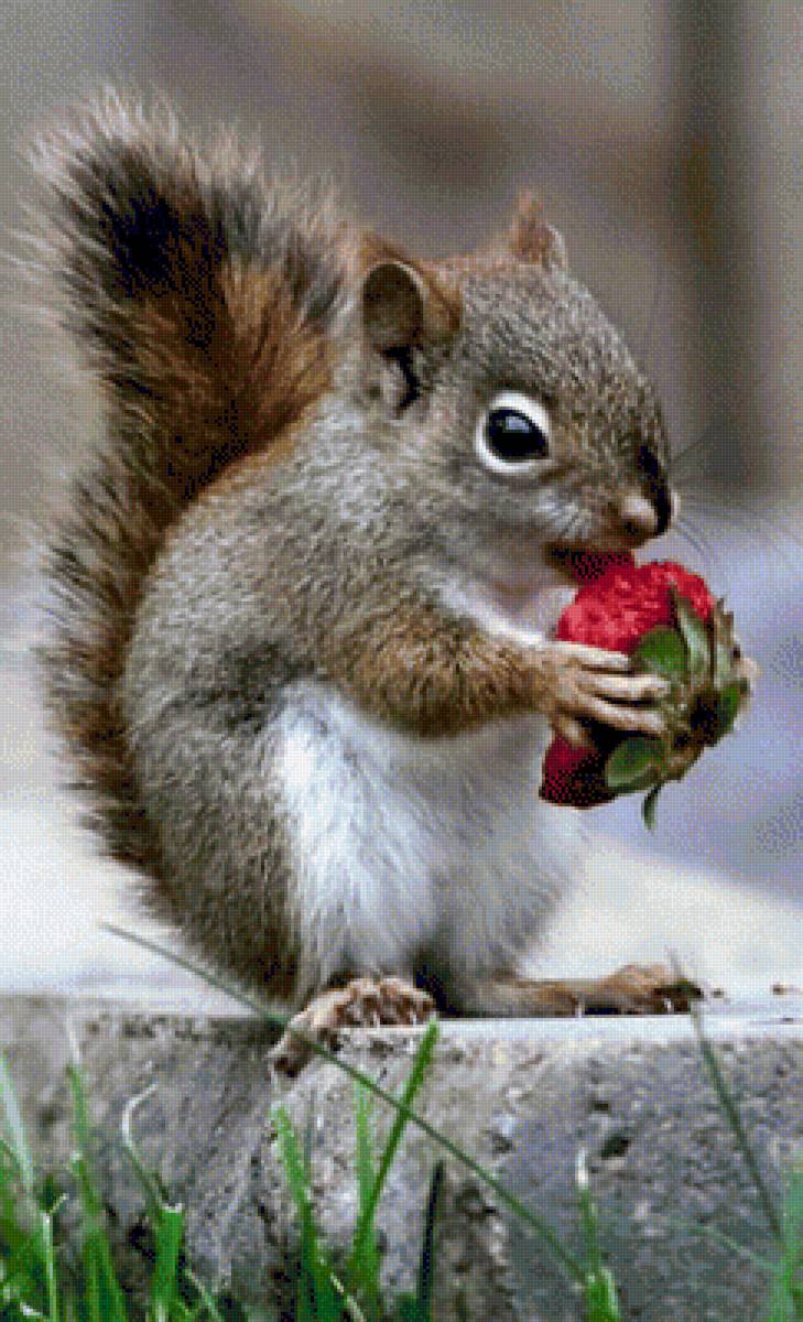 БЕЛОЧКА - белочка, животные, природа - предпросмотр