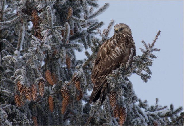 зима - оригинал