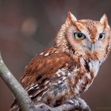 Схема вышивки «№1631350»