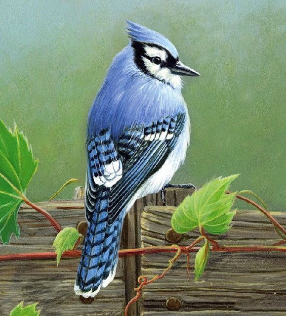 сойка - птицы сойка - оригинал