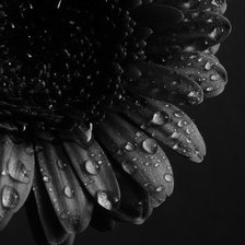 Схема вышивки «№1631609»