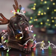 Схема вышивки «№1631611»