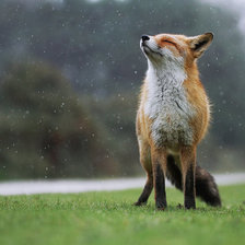 Схема вышивки «№1631616»